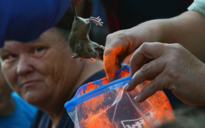 Amanda Filipi, Game and Parks Commission education specialist drops a white-footed mouse into a bag of orange tracking powder, September 11, 2021 at Chadron State Park. (September 16, 2021) [Kamryn Kozisek |The Eagle (Chadron, Nebraska)]